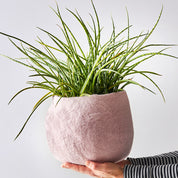 Flower Pot 16 M – Vaso in lana impermeabile design | Aveva