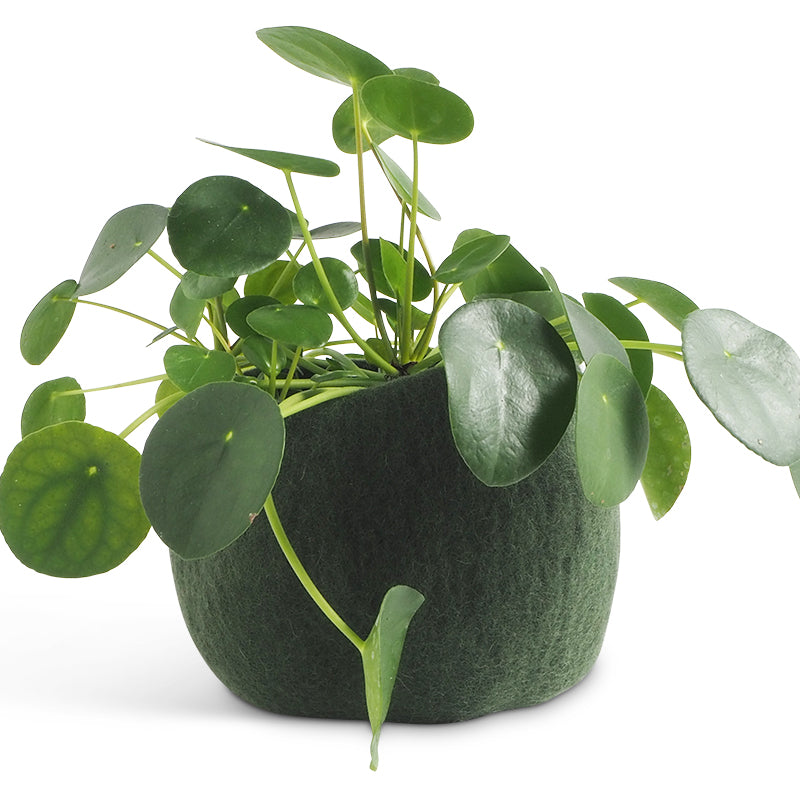 FLOWERPOT16_M_mossgreen1.jpg